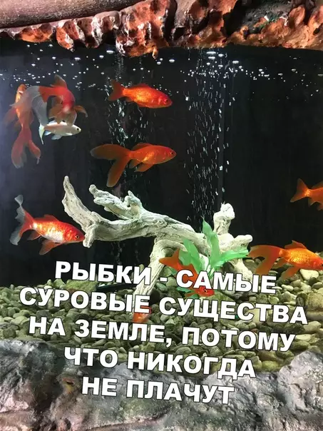 Смешная картинка №403656 Суровые рыбки