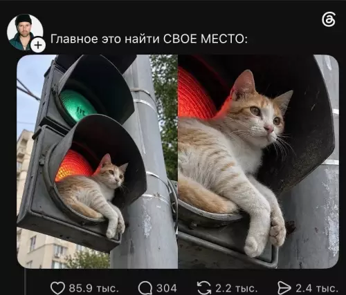 Кот нашел свое идеальное место 🐱✨ - Главное это найти СВОЕ МЕСТО: