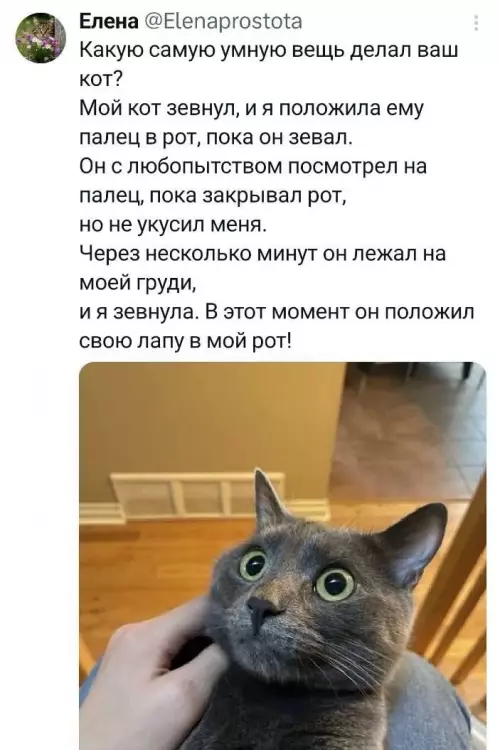 Кот — гений коварства! 🐱🧠 - Елена Elenaprostota. Какую самую умную вещь делал ваш кот? Мой