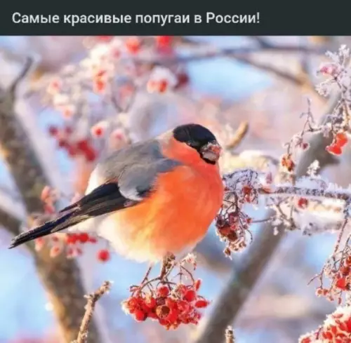 Смешная картинка №800750