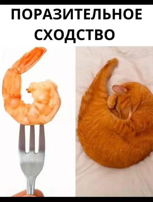 Смешная картинка №805807