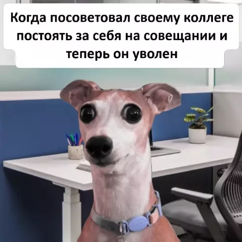 Советы, которые мы не заслужили 😂 - Когда посоветовал своему коллеге постоять за себя на совещании и