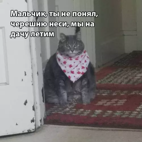 Смешная картинка №286409