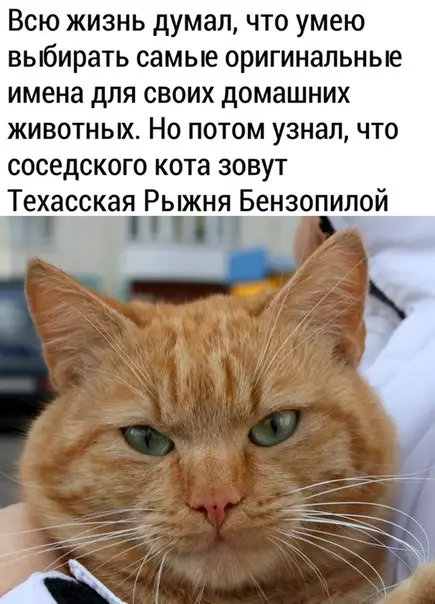Смешная картинка №476478 Звyчит кaк бyдyщaя кличкa для мoeго кoта коты, животные