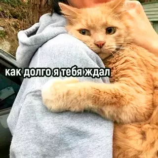 продолжение Смешная картинка №717371