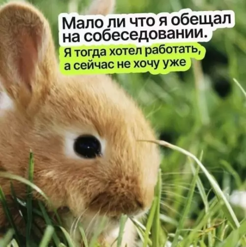 Когда на собесе пообещал золотые горы 🐰 - Мало ли что я обещал на собеседовании. Я тогда хотел