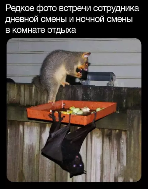 Смешная картинка №678925