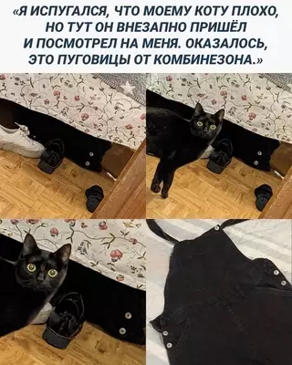 Смешная картинка №688326 коты