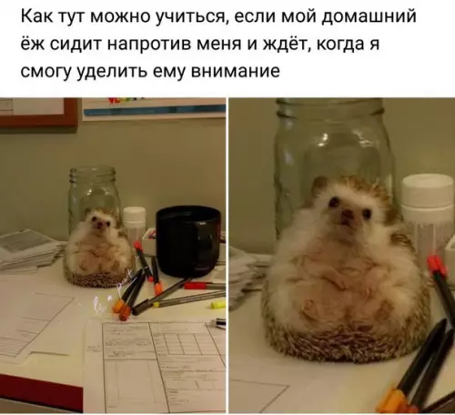 Смешная картинка №247808