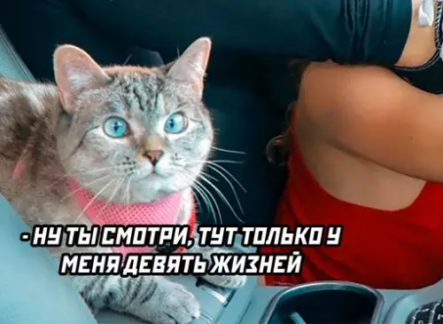 продолжение Смешная картинка №697469