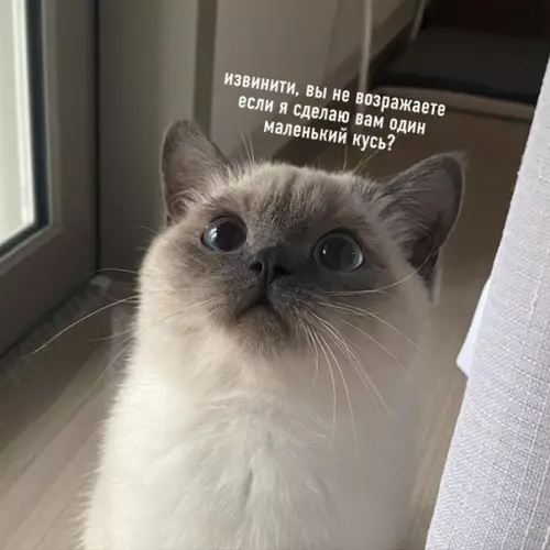 Смешная картинка №563256 Я бы не смог отказать этому котику, даже если бы он попросил отписать на него квартиру