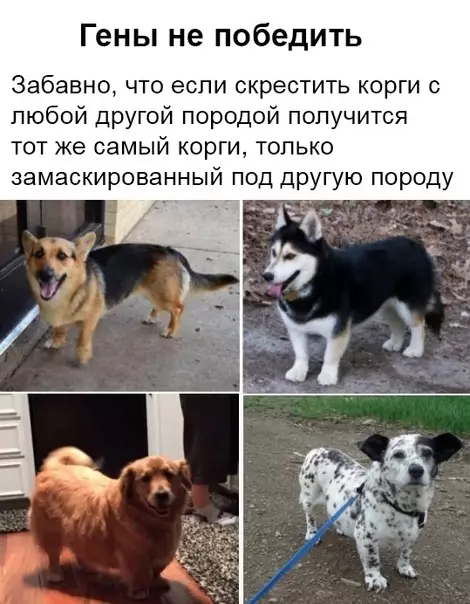 Смешная картинка №369188 Милота зашкаливает
