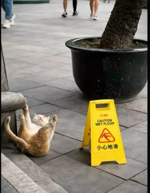 Кот, который познал дзен и гравитацию 🐈 - CAUTION WET FLOOR 小心地滑