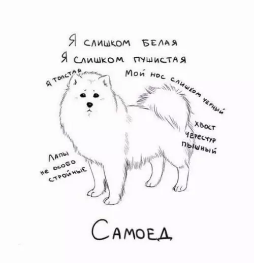 Смешная картинка №774203 Самоед Собаки
