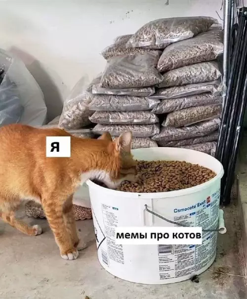 Смешная картинка №691468 коты