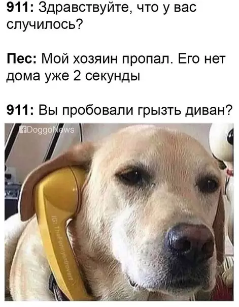 Смешная картинка №277429 собаки