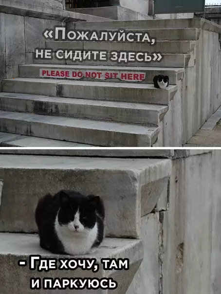 Смешная картинка №501539