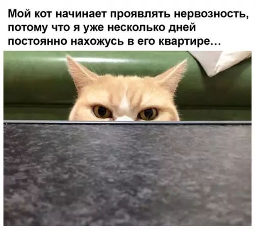 Смешная картинка №481889 Tpyднocти caмоизoляции - они такие