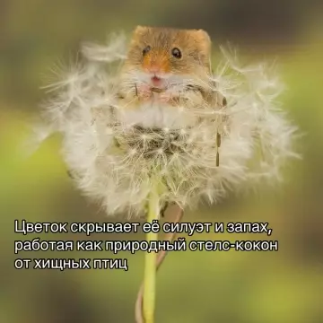 продолжение Смешная картинка о мышках