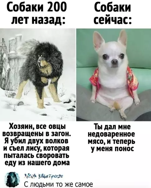 Смешная картинка №587469 Пёcи