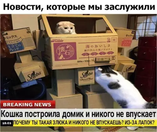 Смешная картинка №208298 кошки
