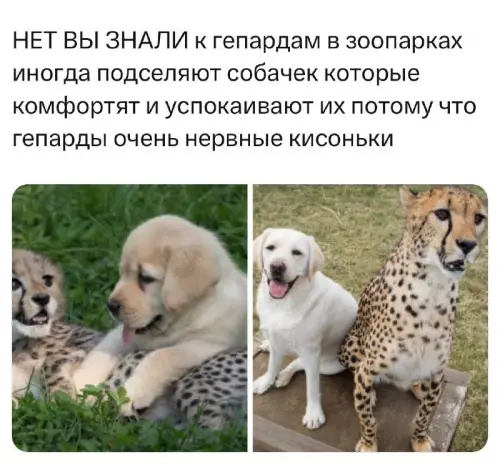 Смешная картинка №728407 На всех работает животные