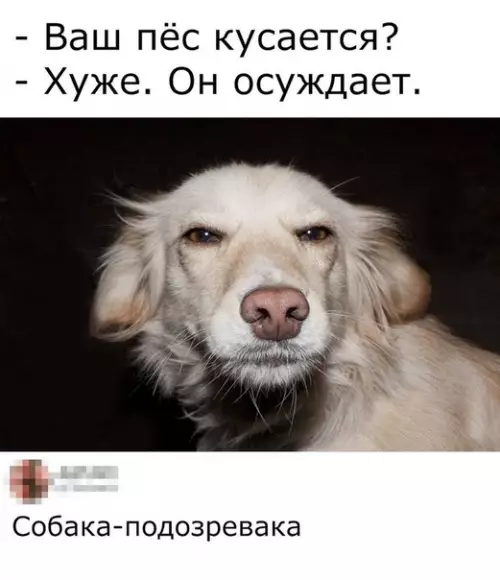 Смешная картинка №461209 Мой пес умеет только везде гадить?