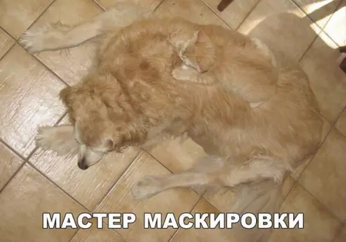 Смешная картинка №264230