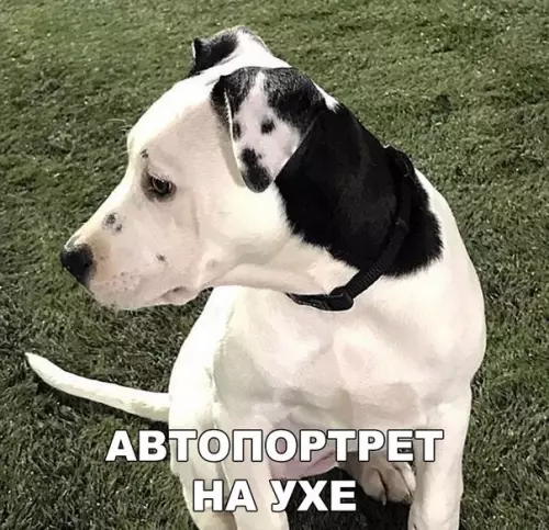 Смешная картинка №198767