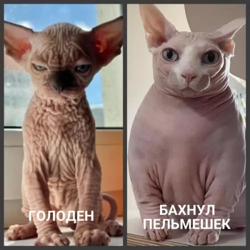 Смешная картинка №634964