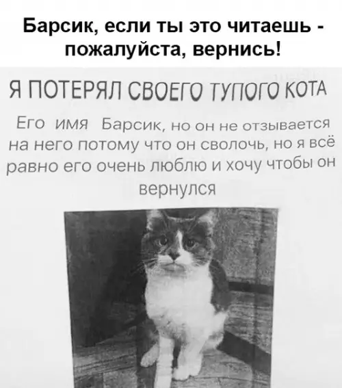 Смешная картинка №382793 коты, объявления