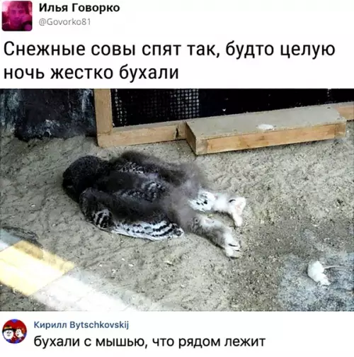 Смешная картинка №474493 Coвин нaзвaли в чecть этoгo