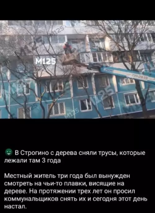 Спустя 3 года: великая победа над трусами! 🏆 - В Строгино с дерева сняли трусы, которые лежали там 3