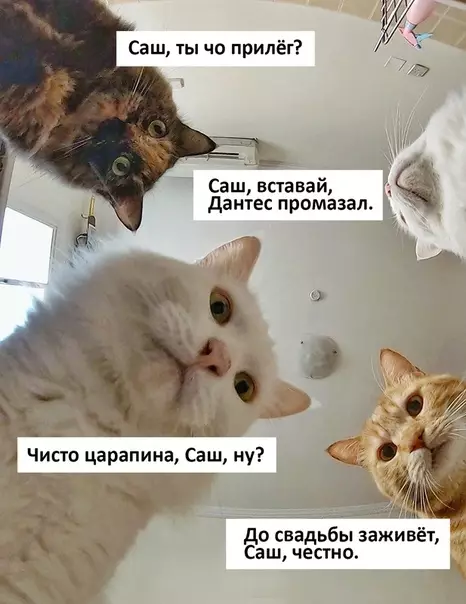 Смешная картинка №498961 Мем заиграл новыми красками кошки, наташа