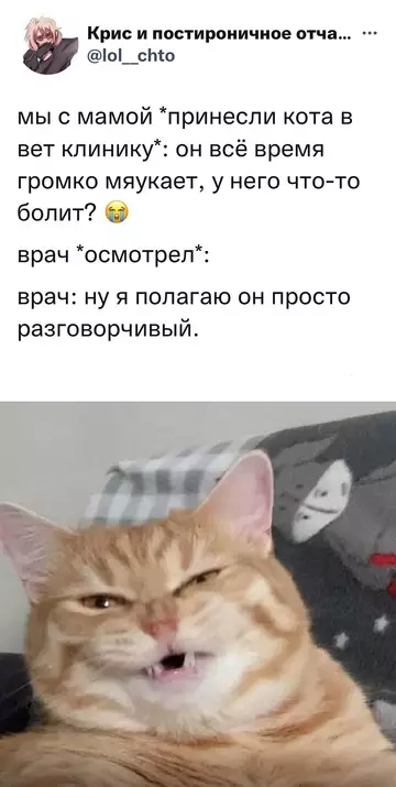 Смешная картинка №724446 Разговорчивый кот Коты