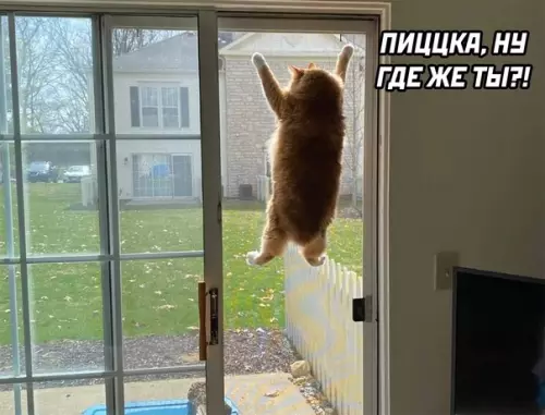 продолжение Смешная картинка №573227