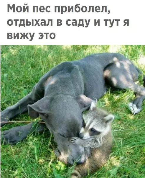 Смешная картинка №267496