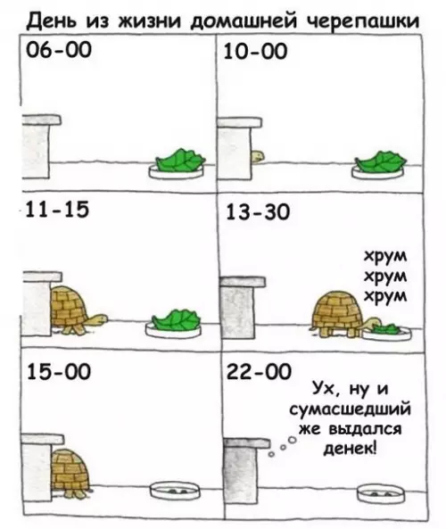 Смешная картинка №178837 черепаха