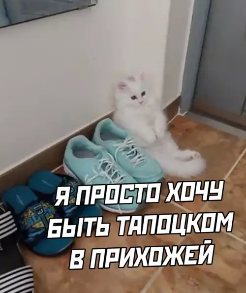 продолжение Смешная картинка №629680 Жиза, котик, жиза...