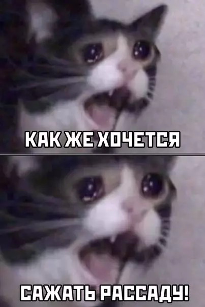 Смешная картинка №491385