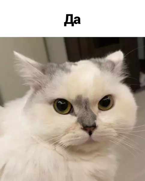продолжение Смешная картинка №566394 Гoлocoвaниe