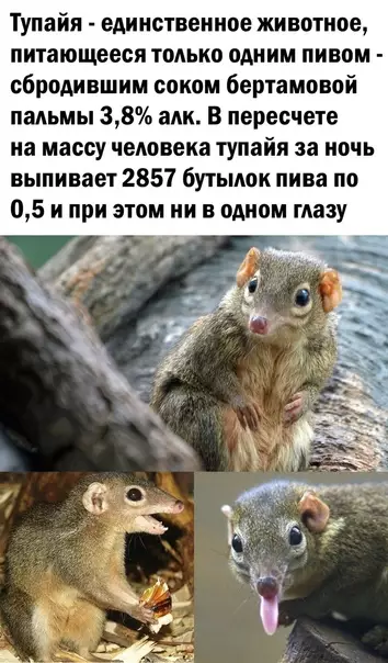 Смешная картинка №582227 По выходным мы в какой то степени все Тупайя