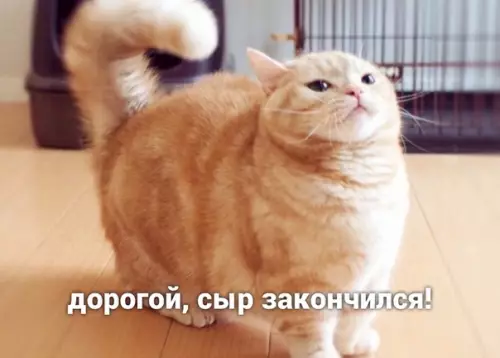Смешная картинка №493224