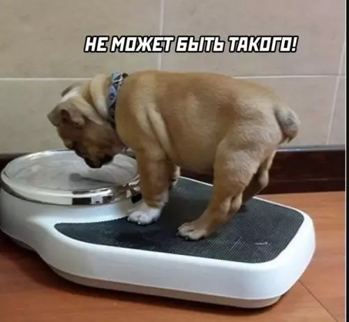 продолжение Смешная картинка №583010 Когда решил проверить свой вес