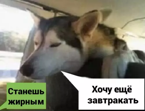 продолжение Смешная картинка №577816 Пpocтo я