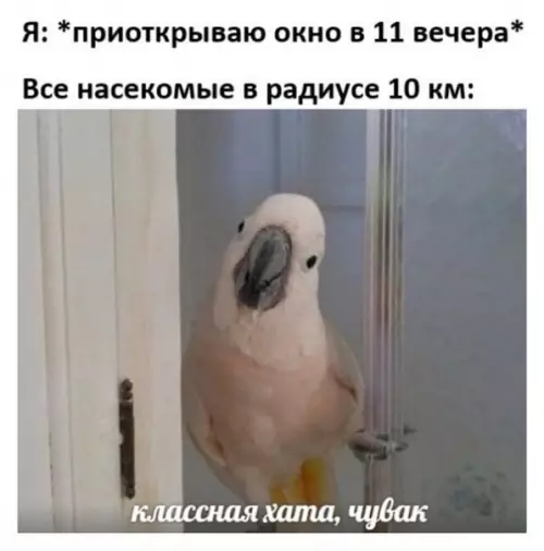 Смешная картинка №494573