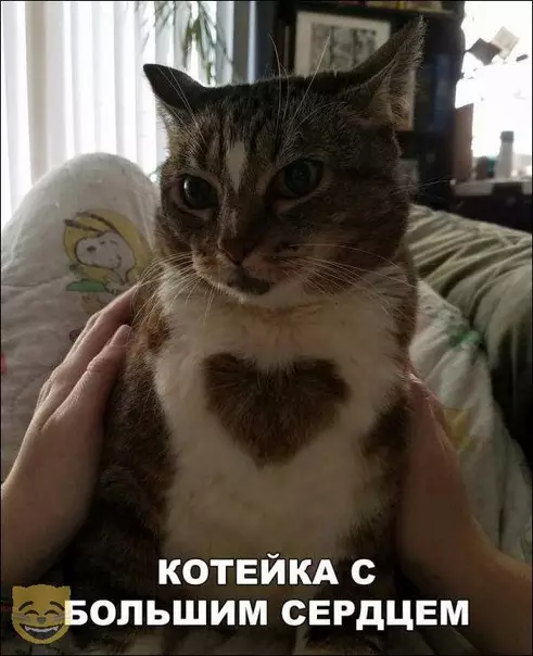 Смешная картинка №315926 Красавец!? кошки