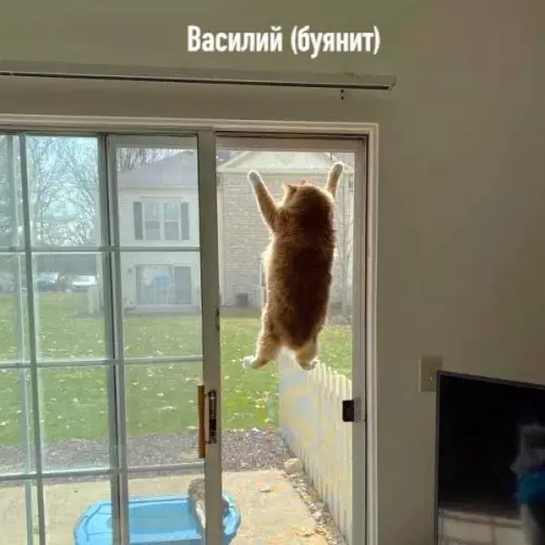 Смешная картинка №486476 Настроение: Василий