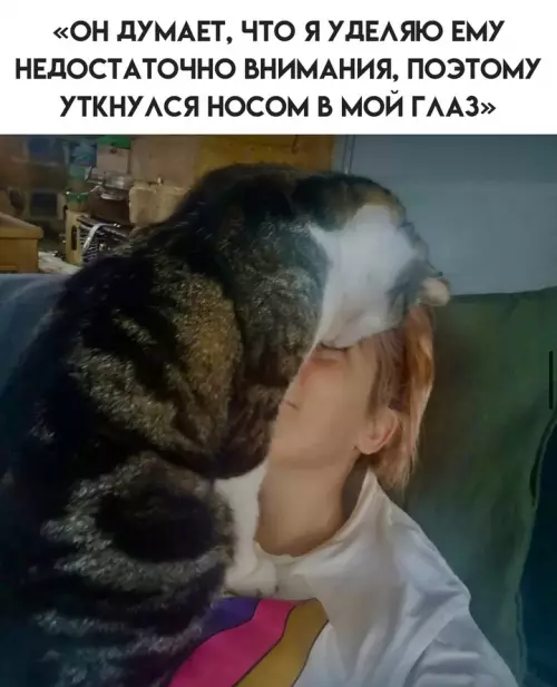 Смешная картинка №746160 Коты