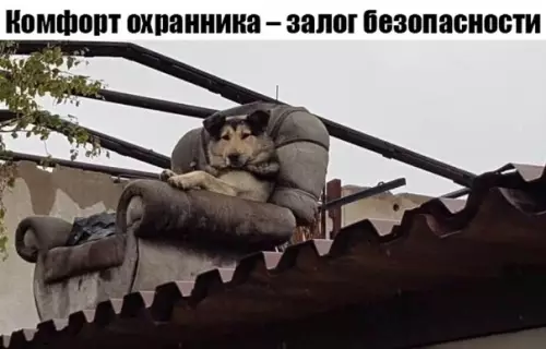 Смешная картинка №361817 Мягко сижу, далeкo гляжу????